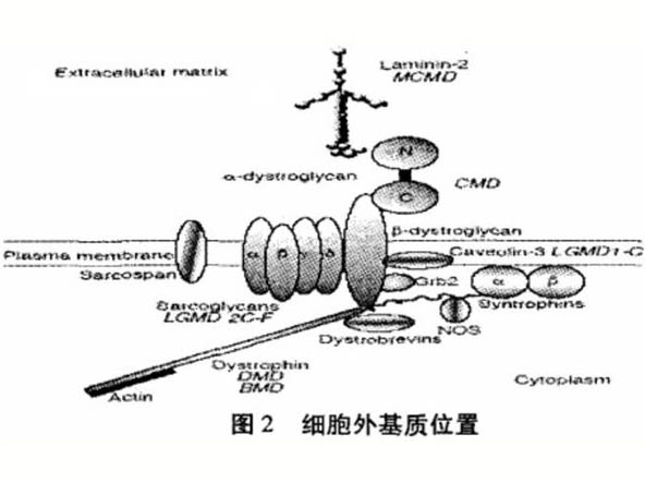 骨架蛋白、肌力與骨骼肌微損傷的關(guān)系研究