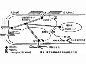 血流剪應(yīng)力、生物力藥理學(xué)與疾病防治