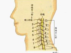 頸椎結(jié)構簡介